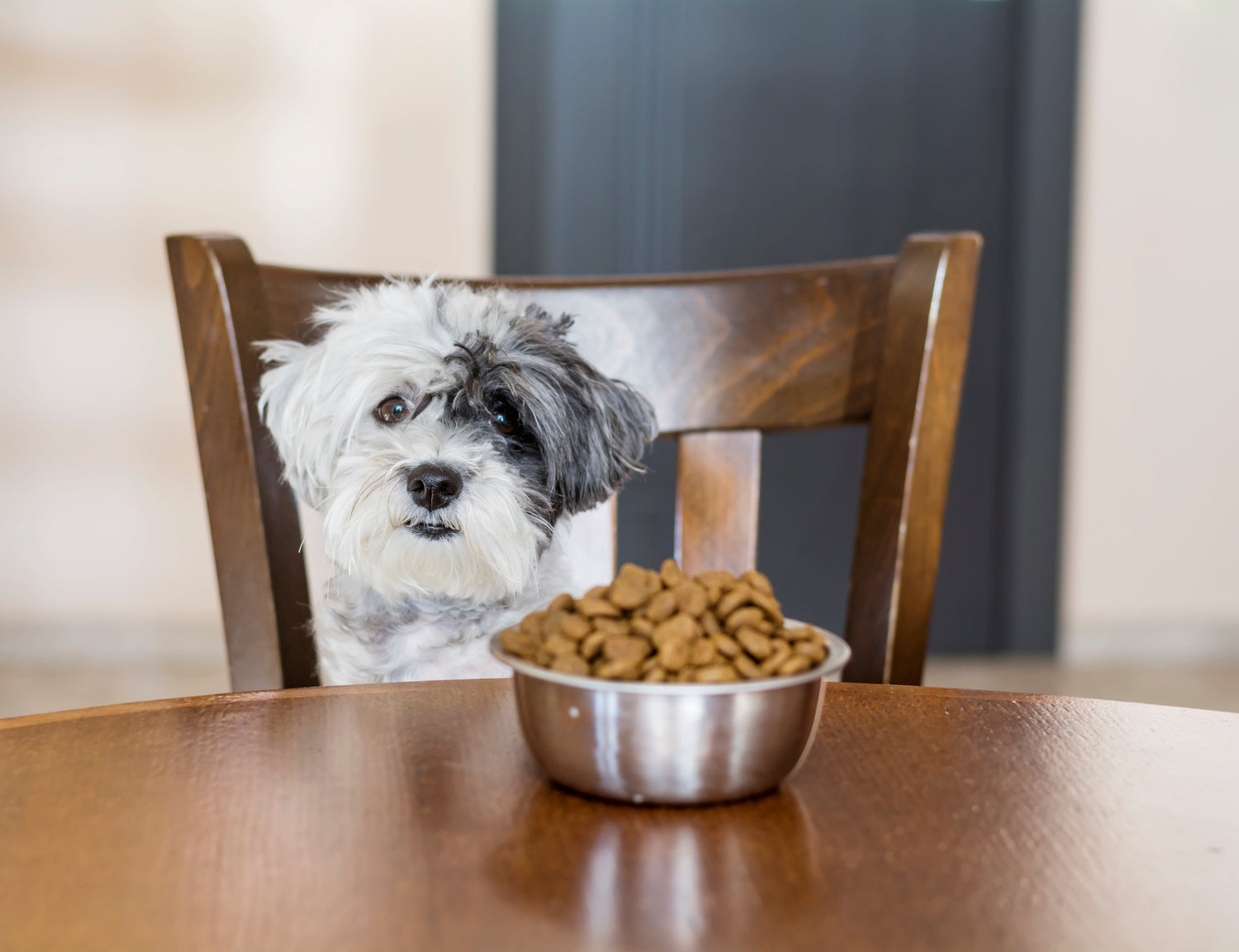Hunde